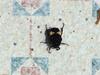 Beetle