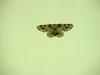 Moth