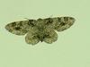 Moth