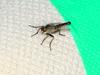Robber fly