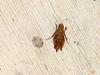 Grasshopper instar
