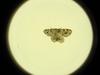 Moth