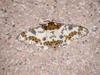 Moth