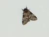 Moth