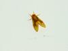 Moth