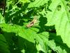 Grasshopper