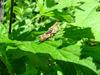 Grasshopper