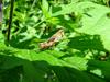 Grasshopper