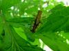 Grasshopper