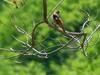 Daurian Redstart