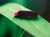Bug - Firefly