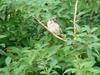 Tree Sparrow