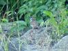 Tree Sparrows