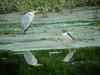 Grey Heron and Black-crowned Night Heron