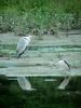 Grey Heron and Black-crowned Night Heron