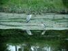 Grey Heron and Black-crowned Night Heron  -Zoom test :)