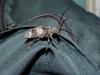 Gottsche's Long-horned Beetle (Lamiomimus gottschei)
