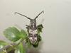 Gottsche's Long-horned Beetle (Lamiomimus gottschei)
