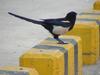 Black-billed Magpie