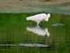 Little Egret