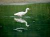 Little Egret