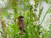 Tree Sparrow