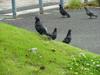 [Birds of Tokyo] Feral Pigeons