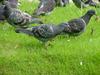 [Birds of Tokyo] Feral Pigeons