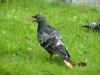 [Birds of Tokyo] Feral Pigeons