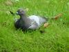 [Birds of Tokyo] Feral Pigeons