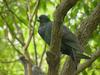 [Birds of Tokyo] Feral Pigeon