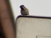 [Birds of Tokyo] Tree Sparrow