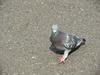 [Birds of Tokyo] Feral Pigeon