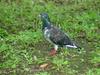 [Birds of Tokyo] Feral Pigeon