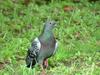 [Birds of Tokyo] Feral Pigeon