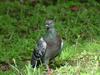 [Birds of Tokyo] Feral Pigeon