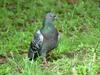 [Birds of Tokyo] Feral Pigeon