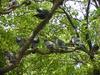 [Birds of Tokyo] Feral Pigeons