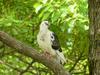 [Birds of Tokyo] Feral Pigeon