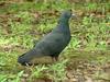 [Birds of Tokyo] Feral Pigeon