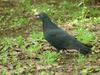 [Birds of Tokyo] Feral Pigeon