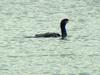 [Birds of Tokyo] Great Cormorant