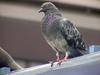 [Birds of Tokyo] Feral Pigeon