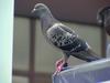 [Birds of Tokyo] Feral Pigeon