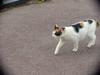 House Cat of Hibiya Park
