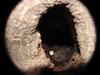 [Birds of Tokyo] Egg of Great Tit  in tree hole nest