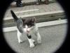 Neko (Kitten in Japanese)