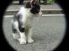 Neko (Kitten in Japanese)
