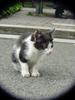 Neko (Kitten in Japanese)