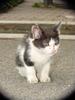 Neko (Kitten in Japanese)